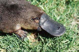 娱乐圈吃瓜酱鸭嘴兽,揭秘明星幕后故事与八卦风云